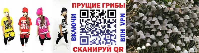 Псилоцибиновые грибы Psilocybe Апрелевка